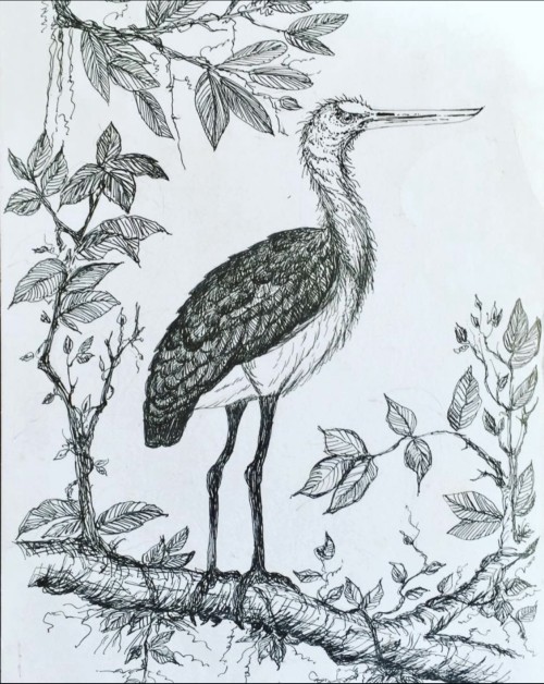 Srilanka Birds