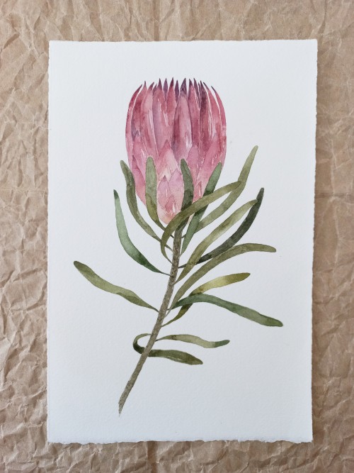 PROTEA