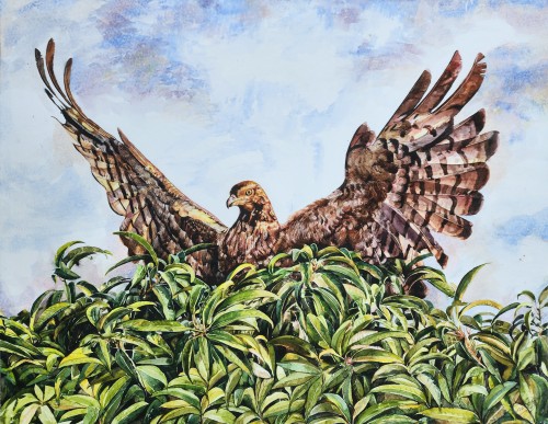 the hawk