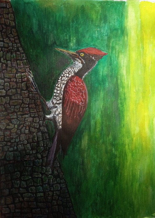 Red Crested Woodpecker