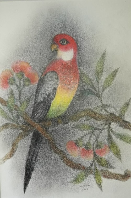 EASTERN ROSELLA