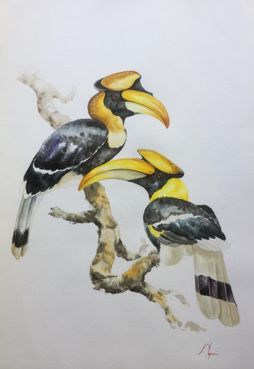 “GREAT HORNBILL”