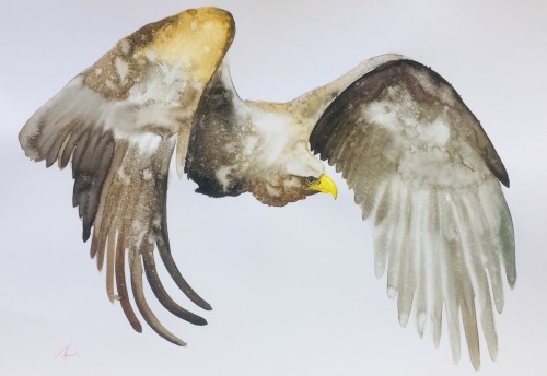 Flying golden eagle