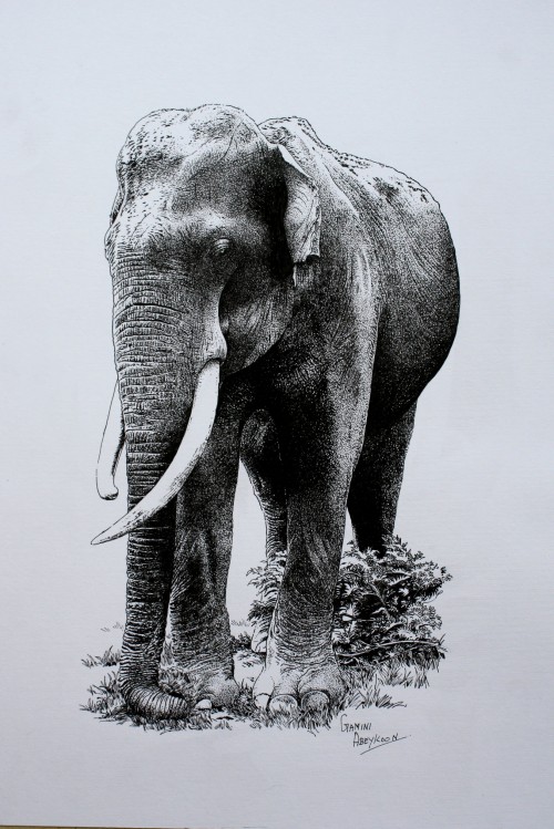 Elephant