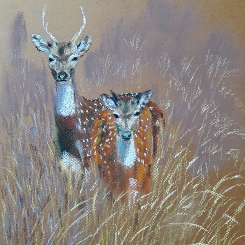 Spotted deer