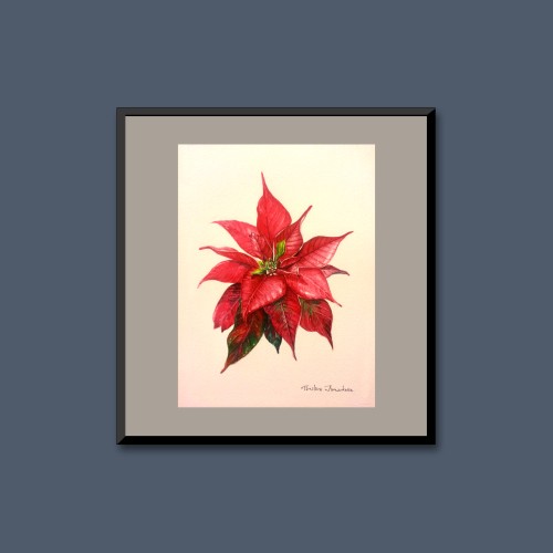 Poinsettia