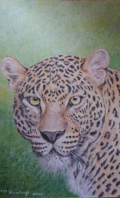 Leopard portrait