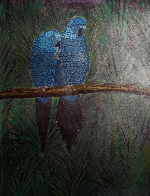 Pair of Blue Macaws