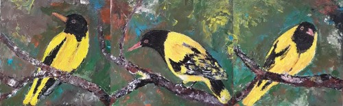 Black headed Oriole