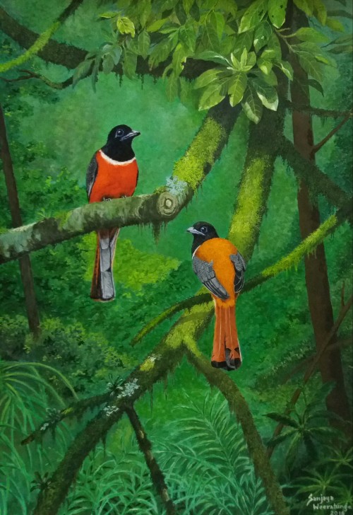 Malabar trogon - Sinharaja