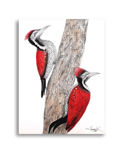 THE SRI LANKAN WOODPECKER - 1