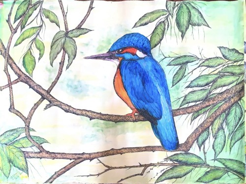Lanka Birds