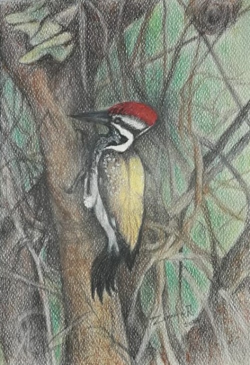 Yellow backed  woodpecker