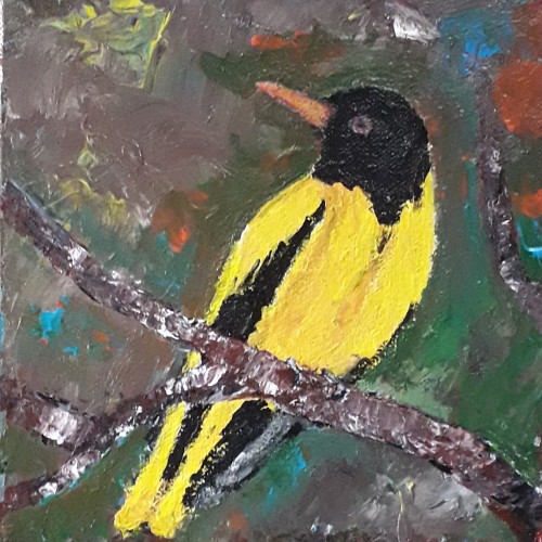 Black headed Oriole