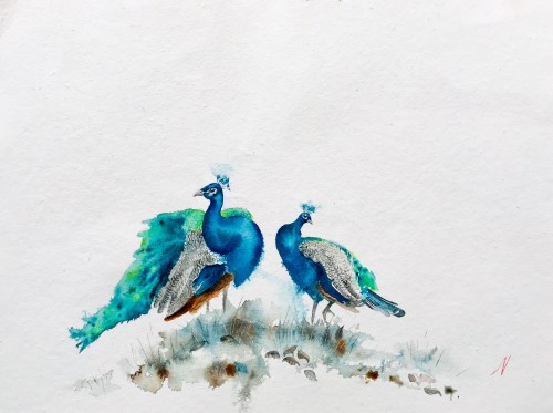 Peacock couple