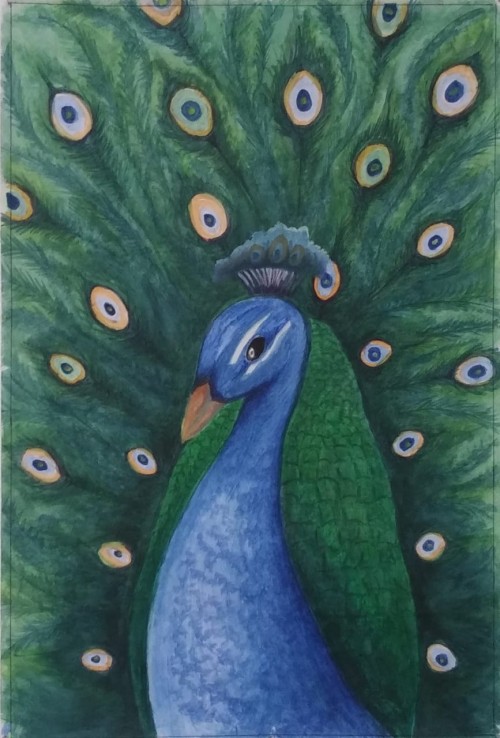 Peacock