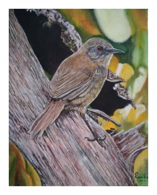 Sri Lankan Bush Warbler