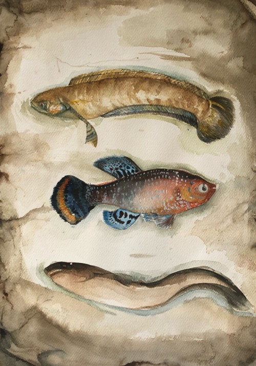 Endemic fish of Sri Lanka