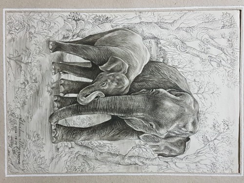 Elephants-31