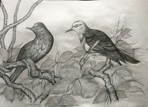 Srilanka Birds