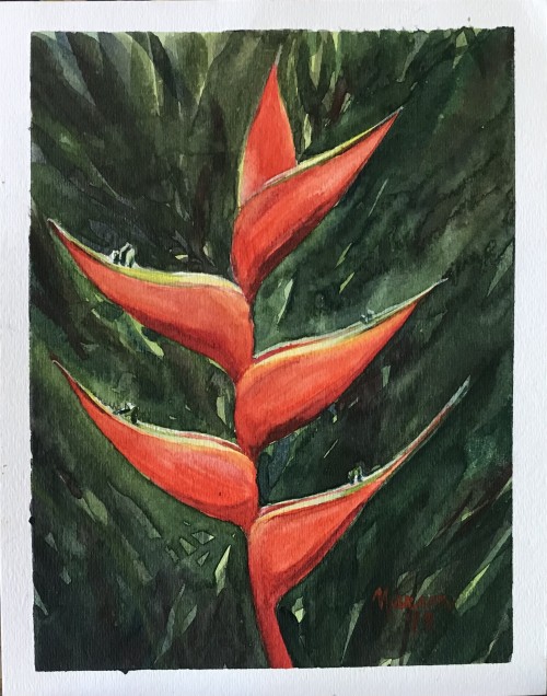 Heliconia 2