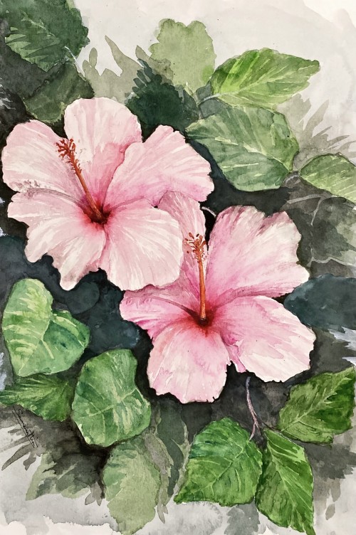 Hibiscus