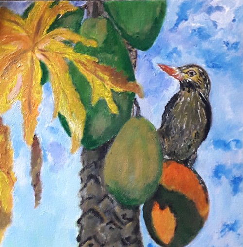 Sri Lankan Bird Enjoying Papaya