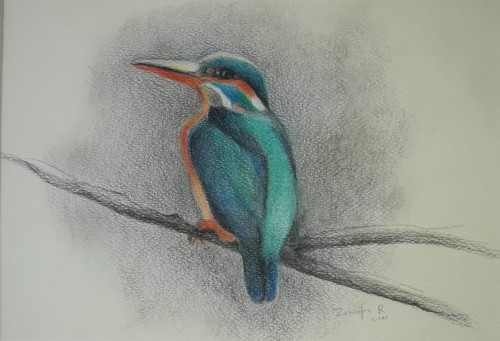 COMMON KINGFISHER