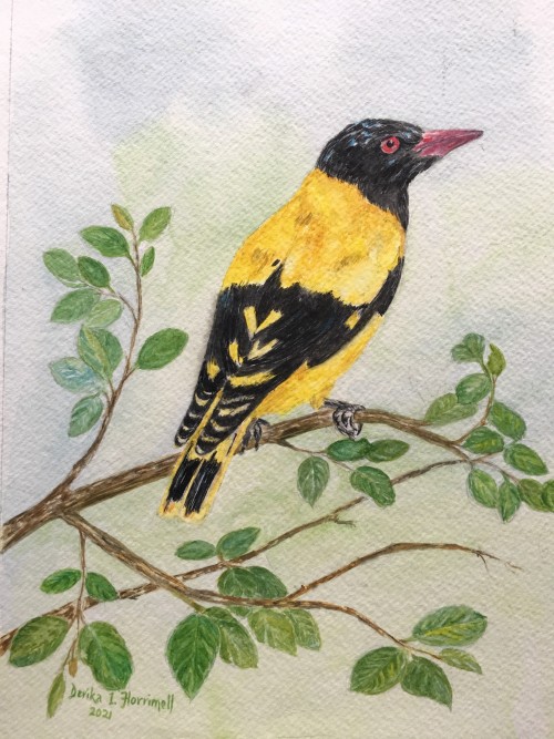 Black-hooded Oriole