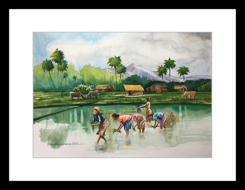 Farmers in a paddy Field