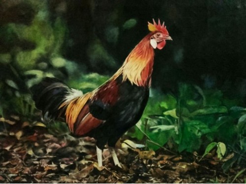 Jungle fowl