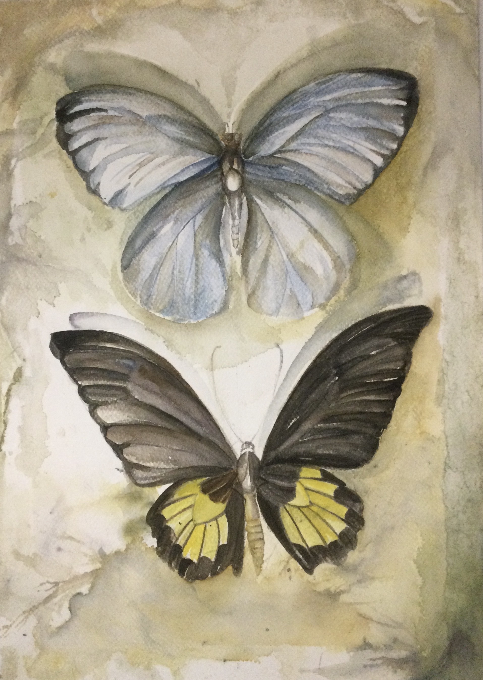 endemic butterflies if Sri Lanka by Dulika Silva