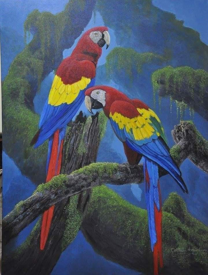 Scarlet  macaw by Geethika Abeywickrama