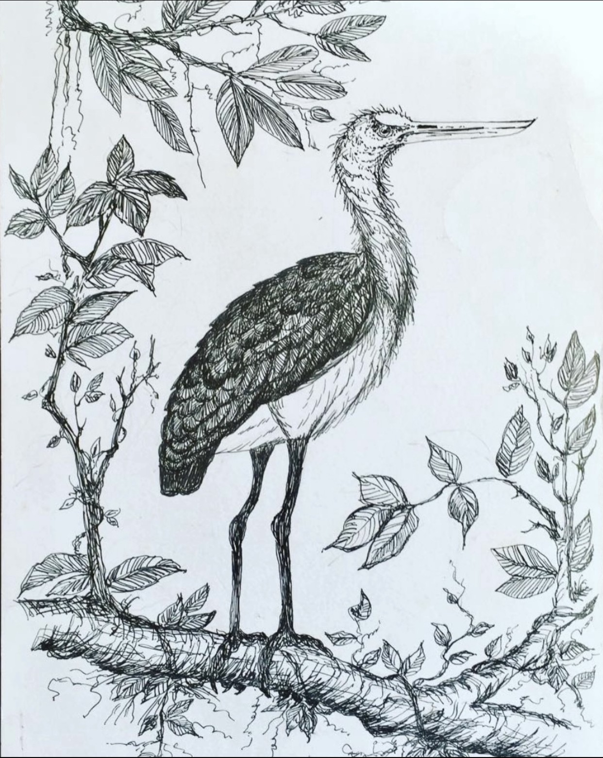 Srilanka Birds by Gamini Meegalla