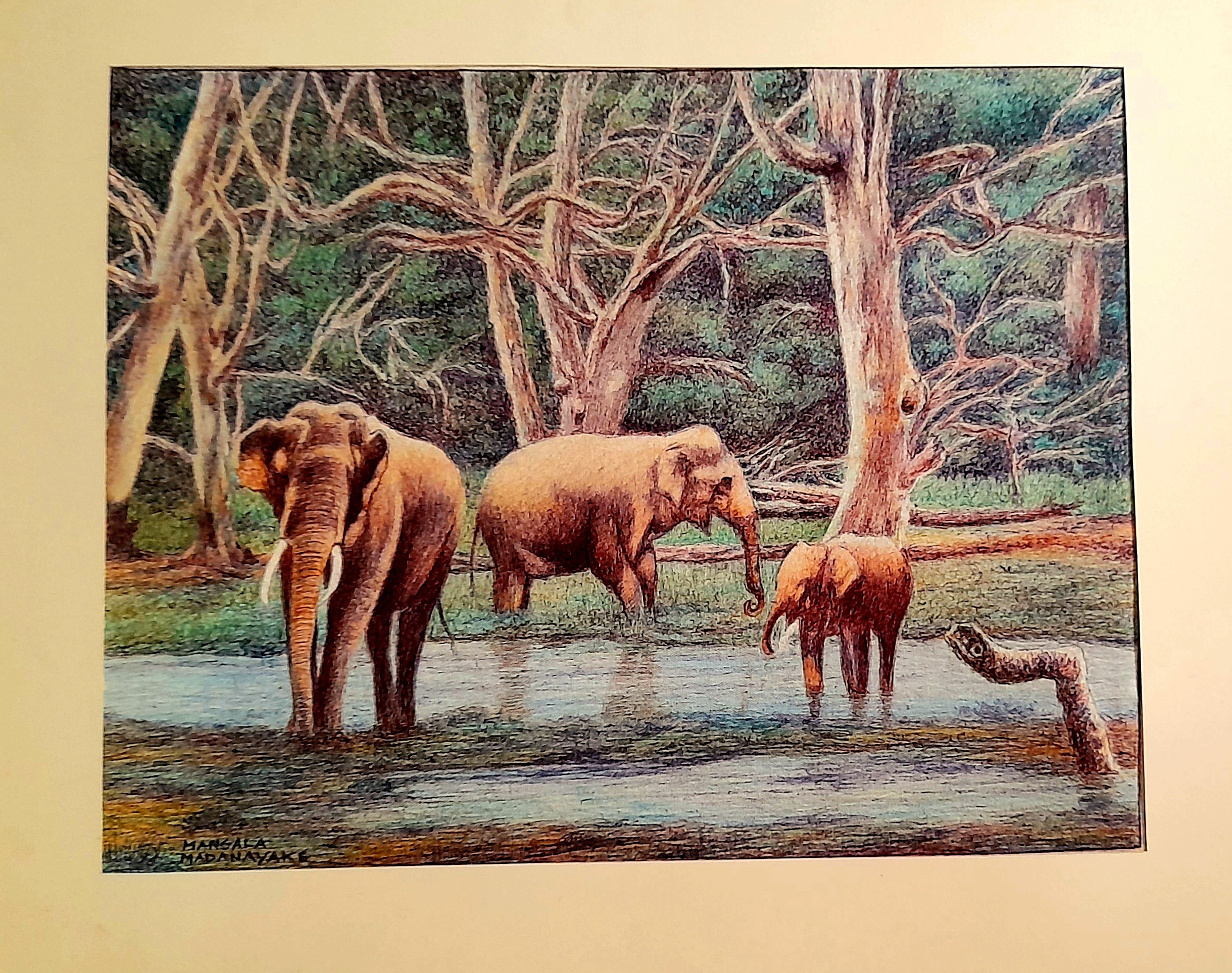 Elephants by Mangala Madanayake