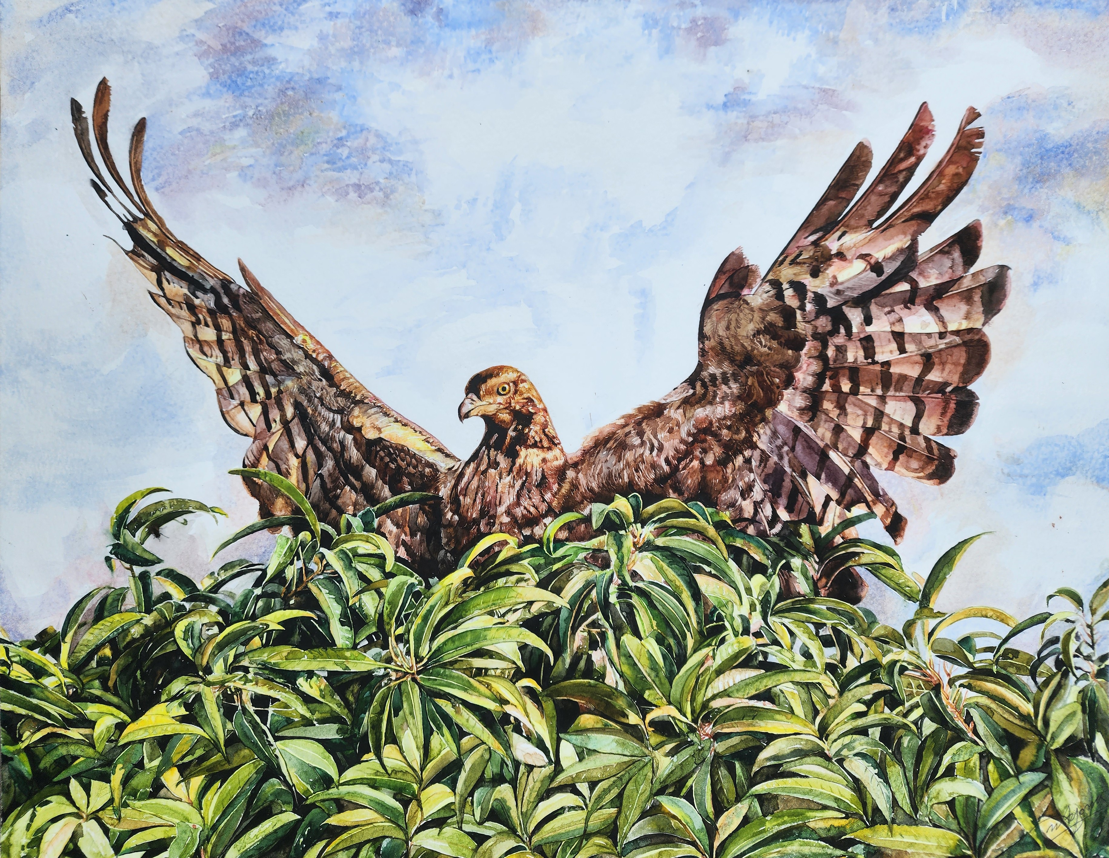 the hawk by Ayoma Wijerathne