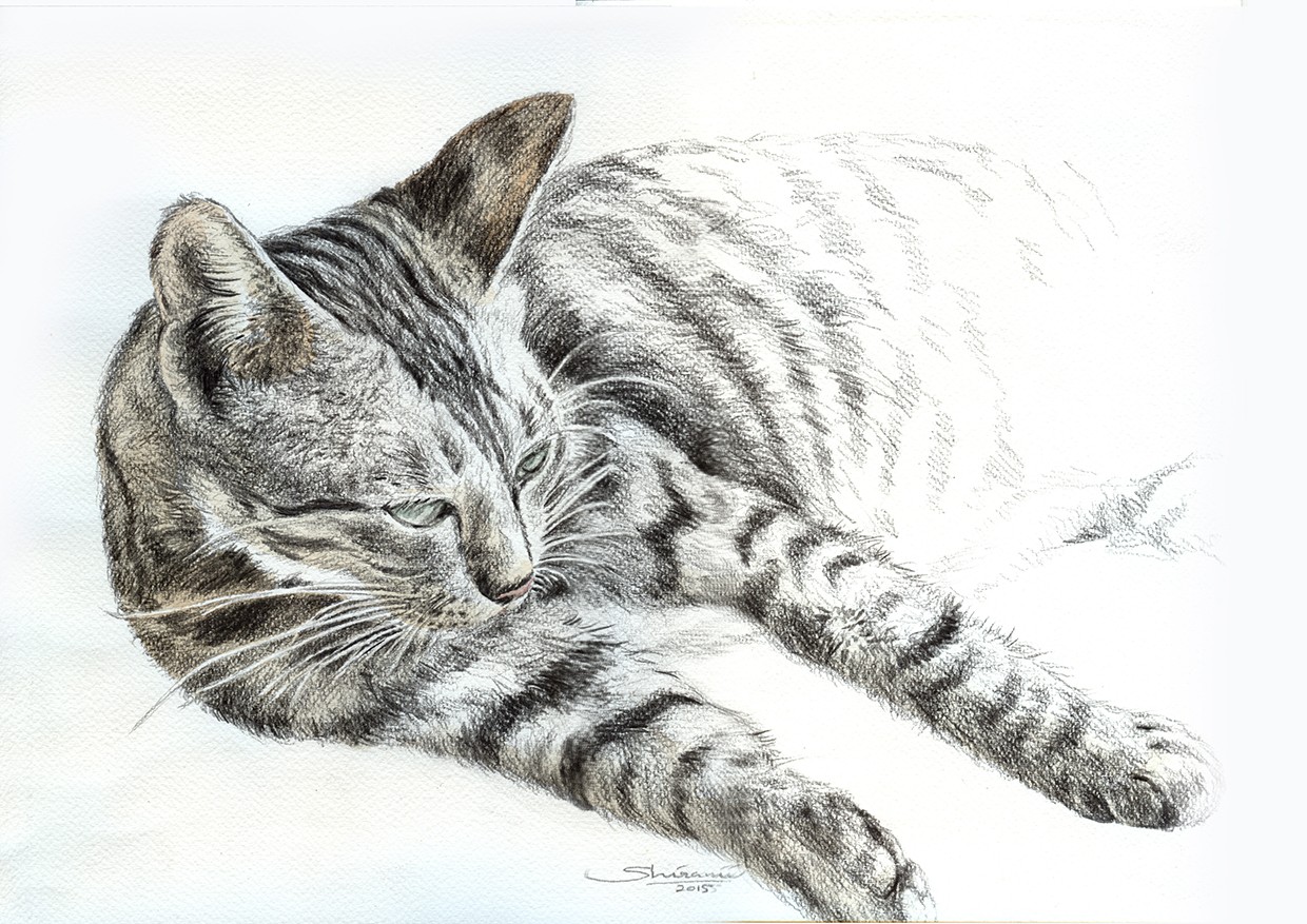 Cat by Shirani Nanayakkara