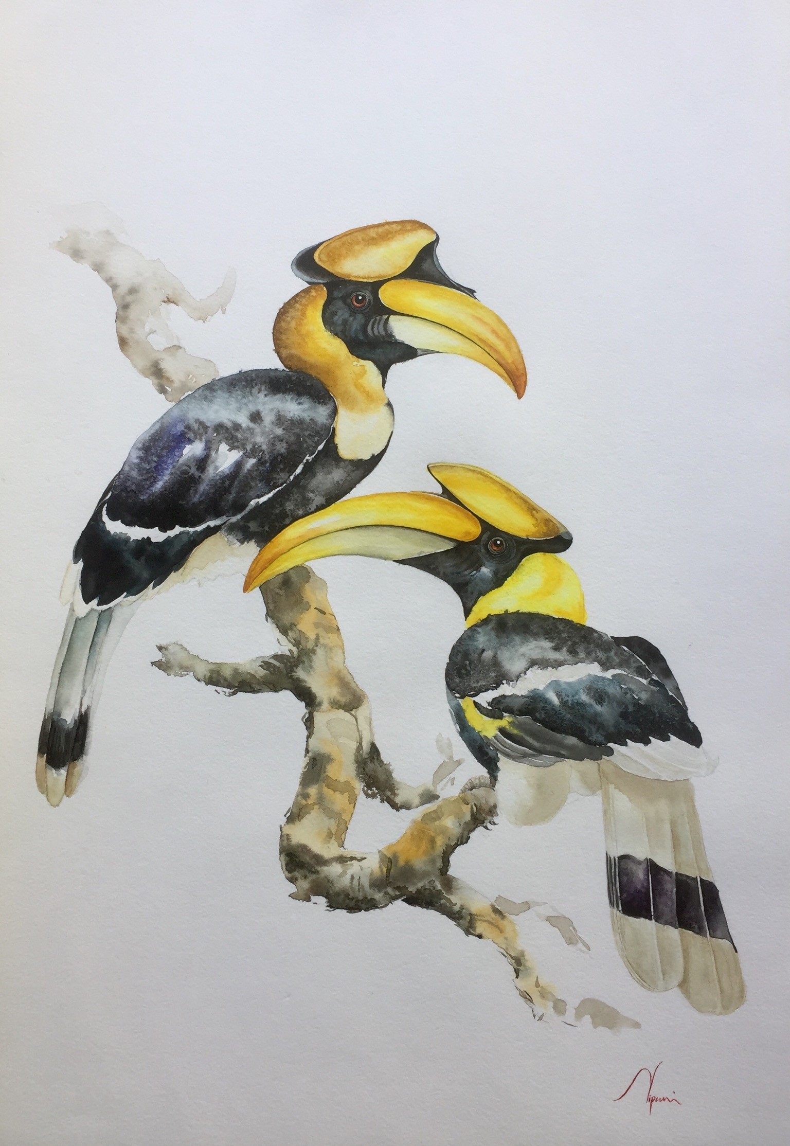 “GREAT HORNBILL” by NIPUNI MALLIKA ARACHCHI