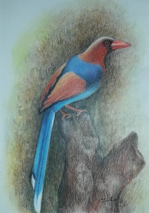 CEYLON BLUE MAGPIE by Zinufa Razik