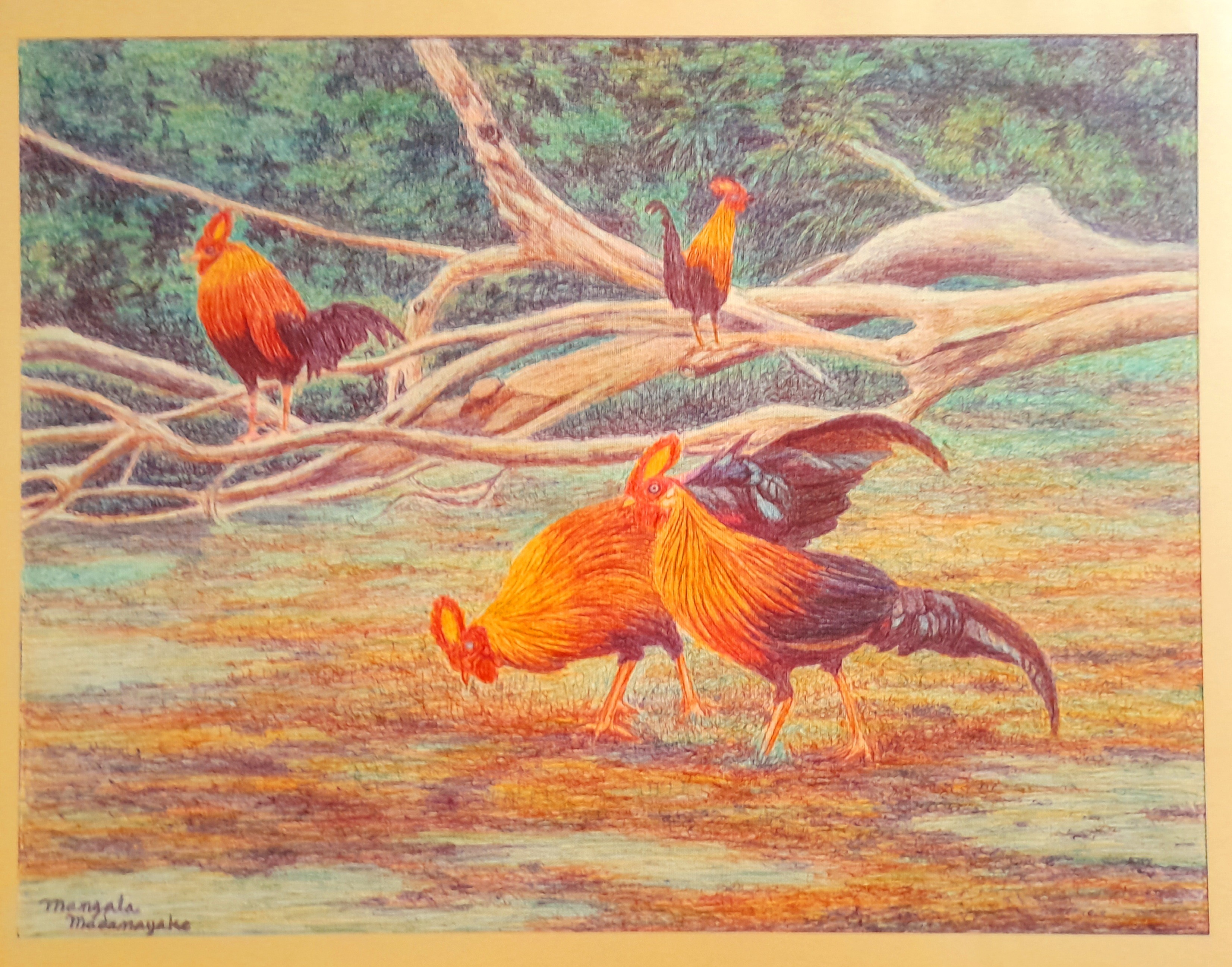 Jungle fowl by Mangala Madanayake