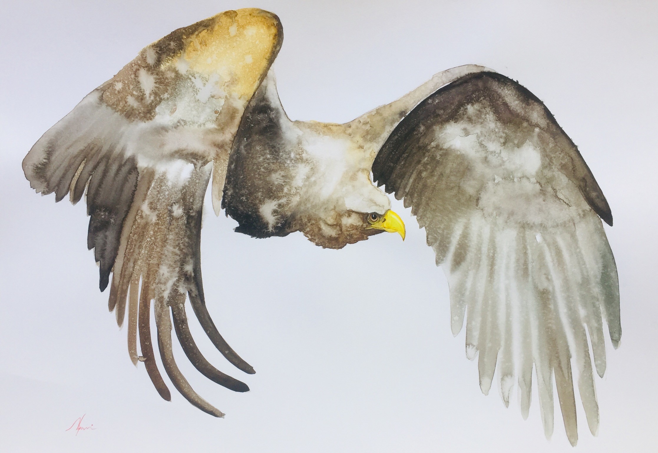 Flying golden eagle by NIPUNI MALLIKA ARACHCHI