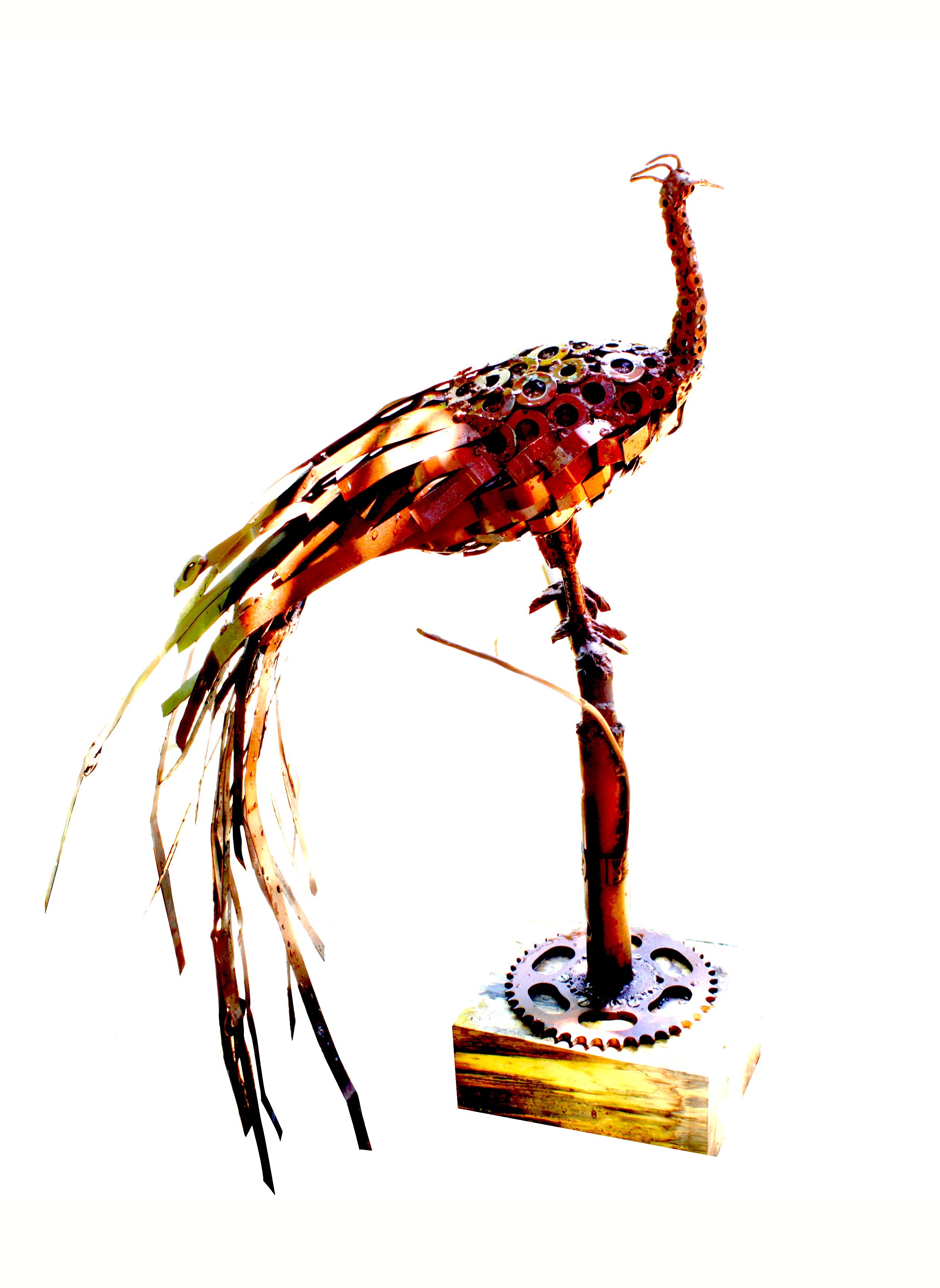 Peacock on the Branch by RANGA BANDARA