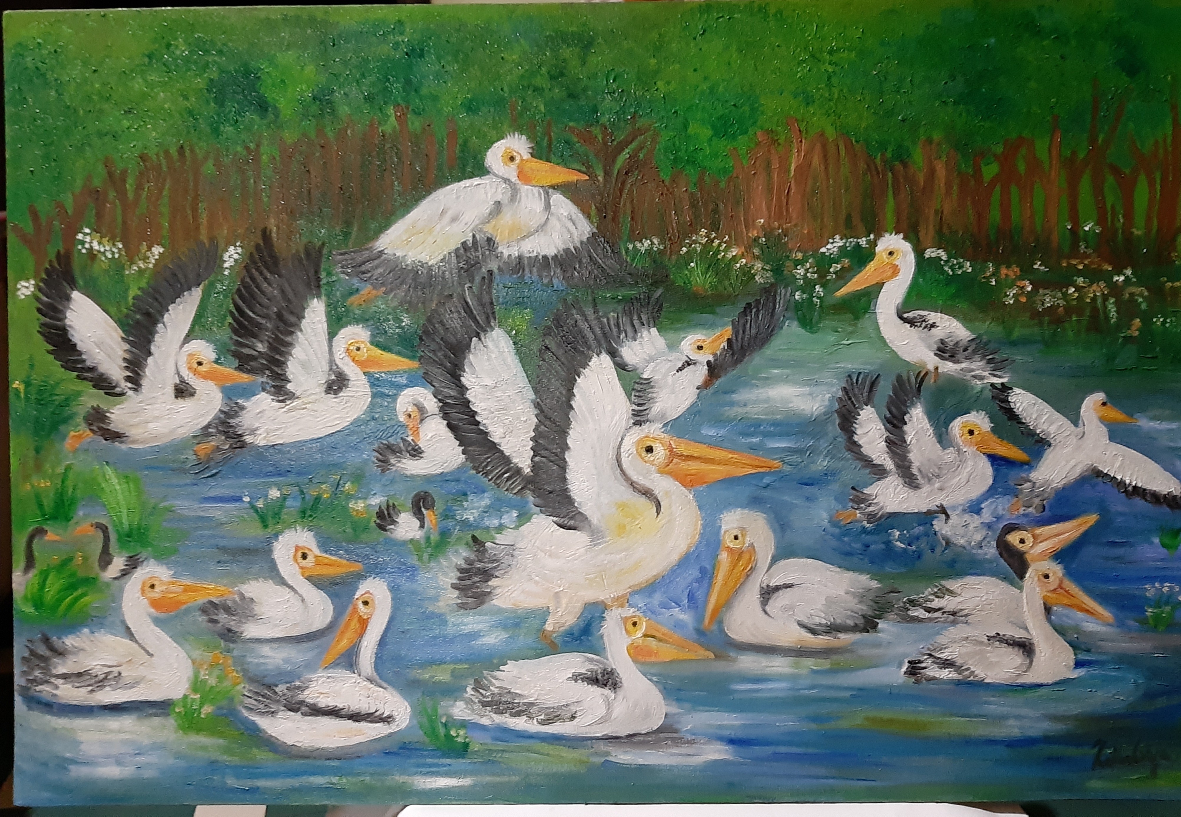 Pelican pool party by Zahabiya Amiruddeen