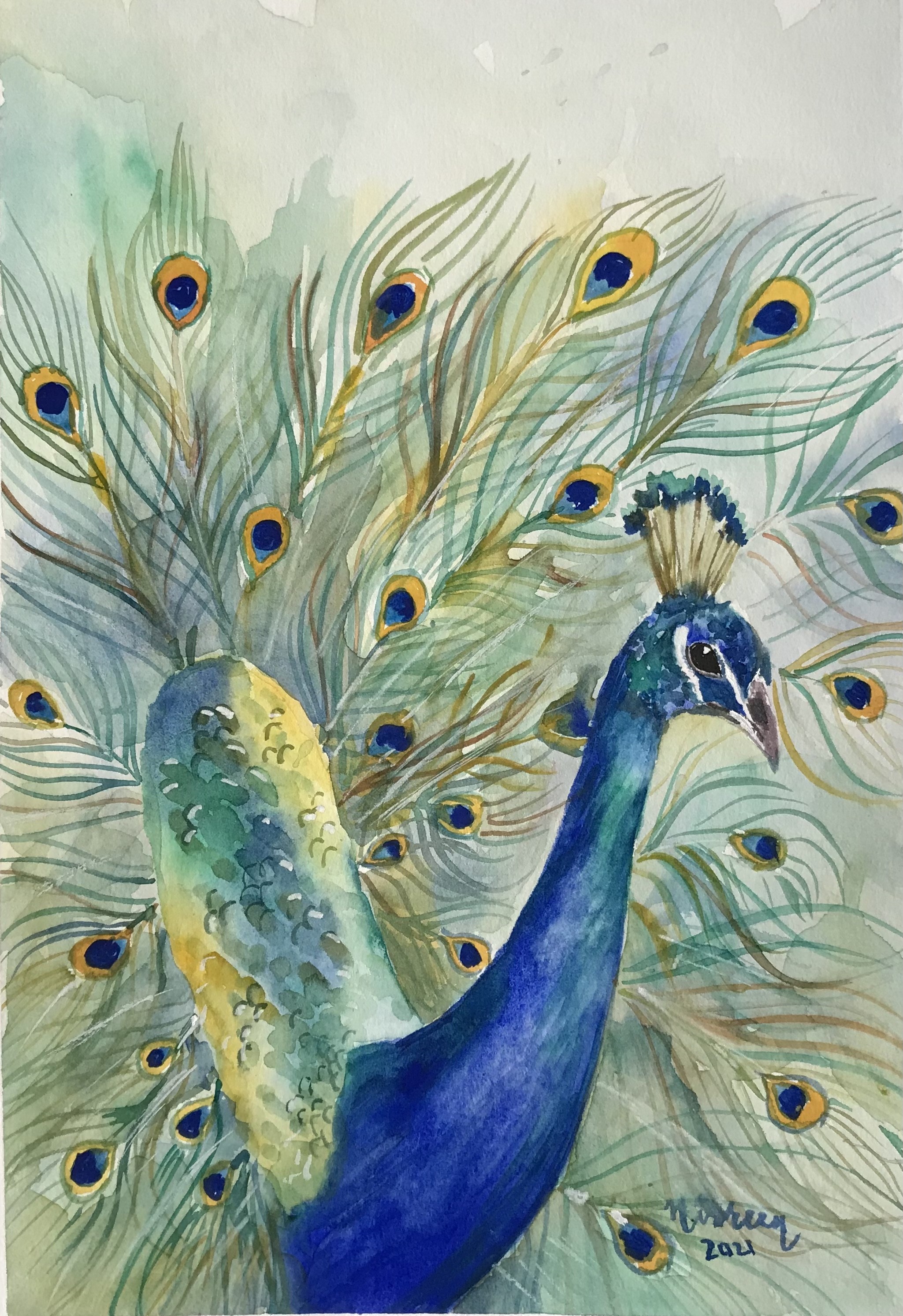 Peacock by Nisreen Amiruddeen