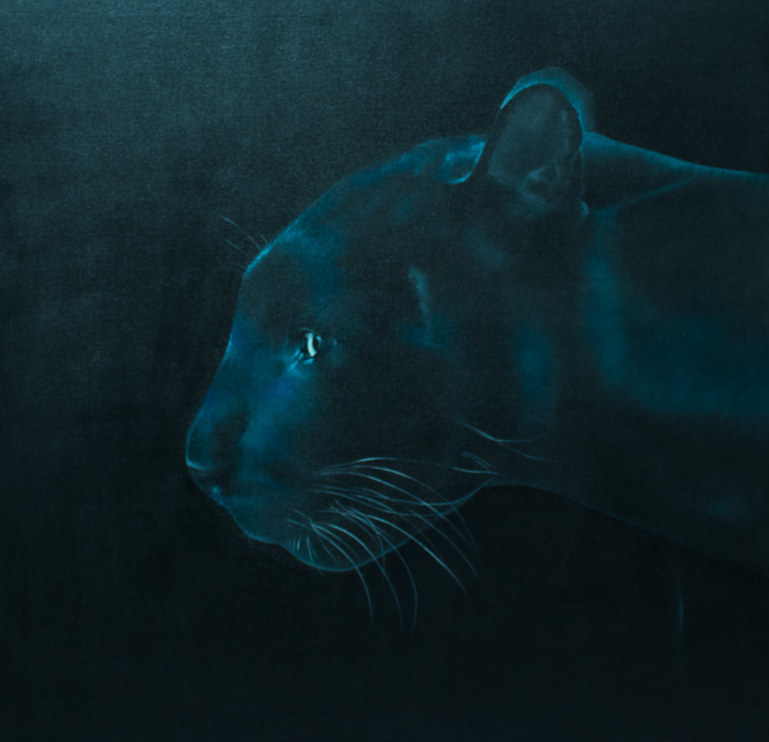 Black panther by Kasuni Rathnayaka
