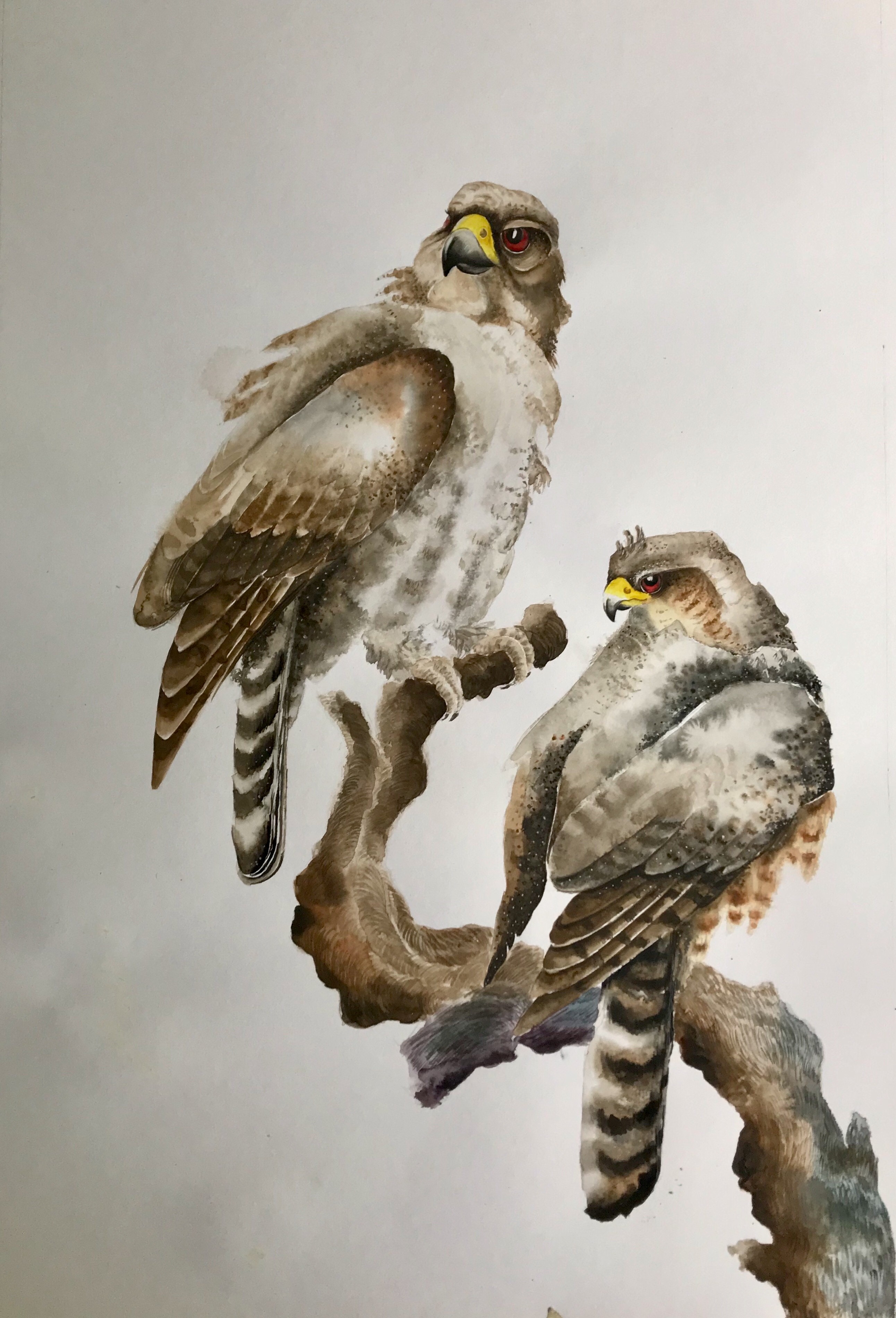 The changeable Hawk by NIPUNI MALLIKA ARACHCHI