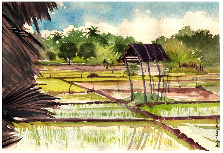 Paddy Field by Ranjan Ekanayake