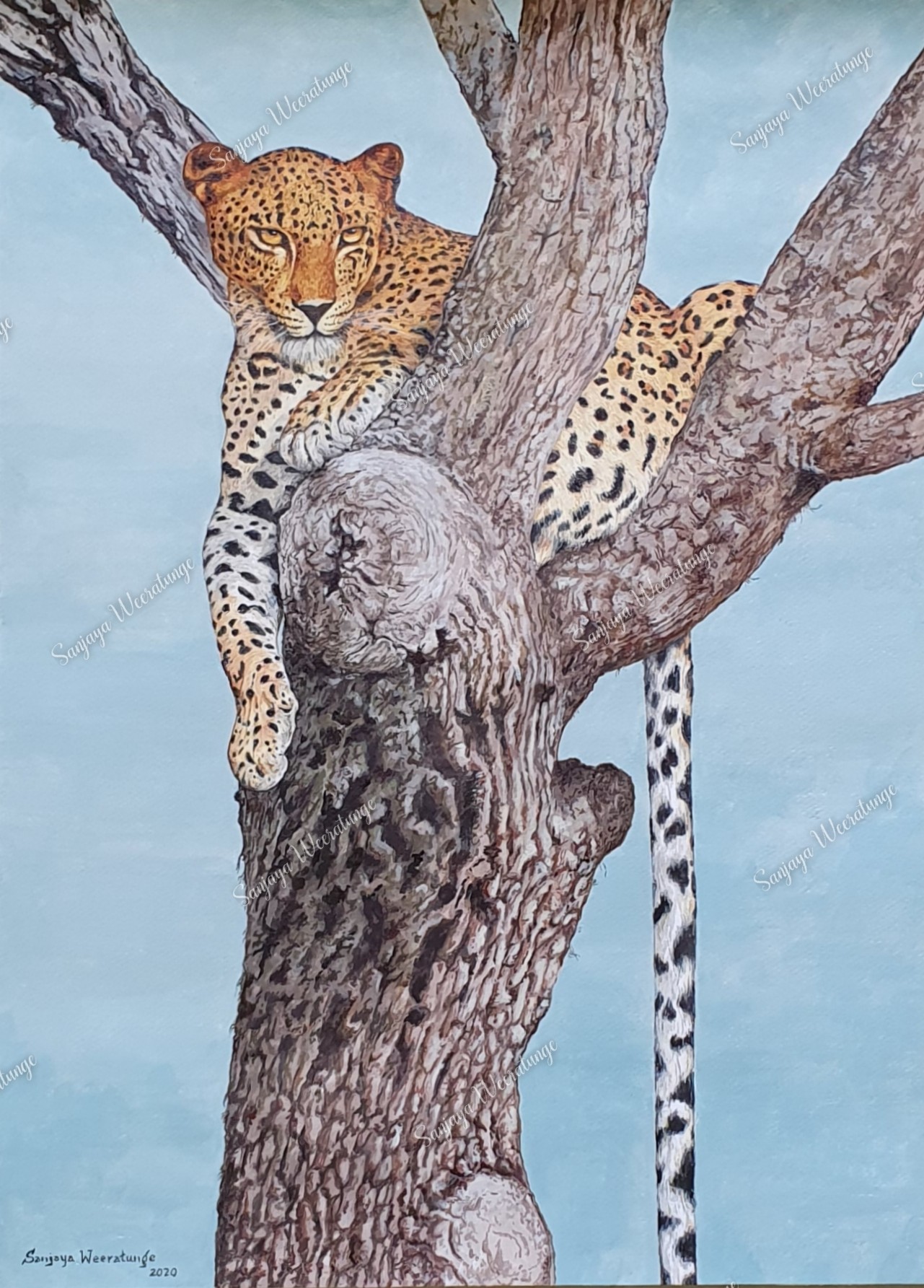 Leopard look out by sanjaya Weeratunge