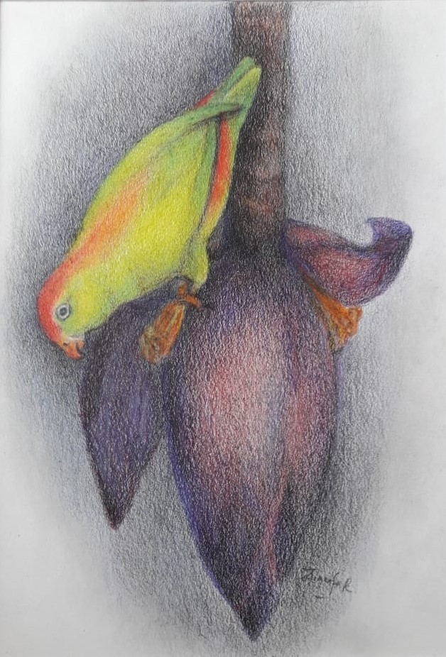 CEYLON HANGING PARROT by Zinufa Razik