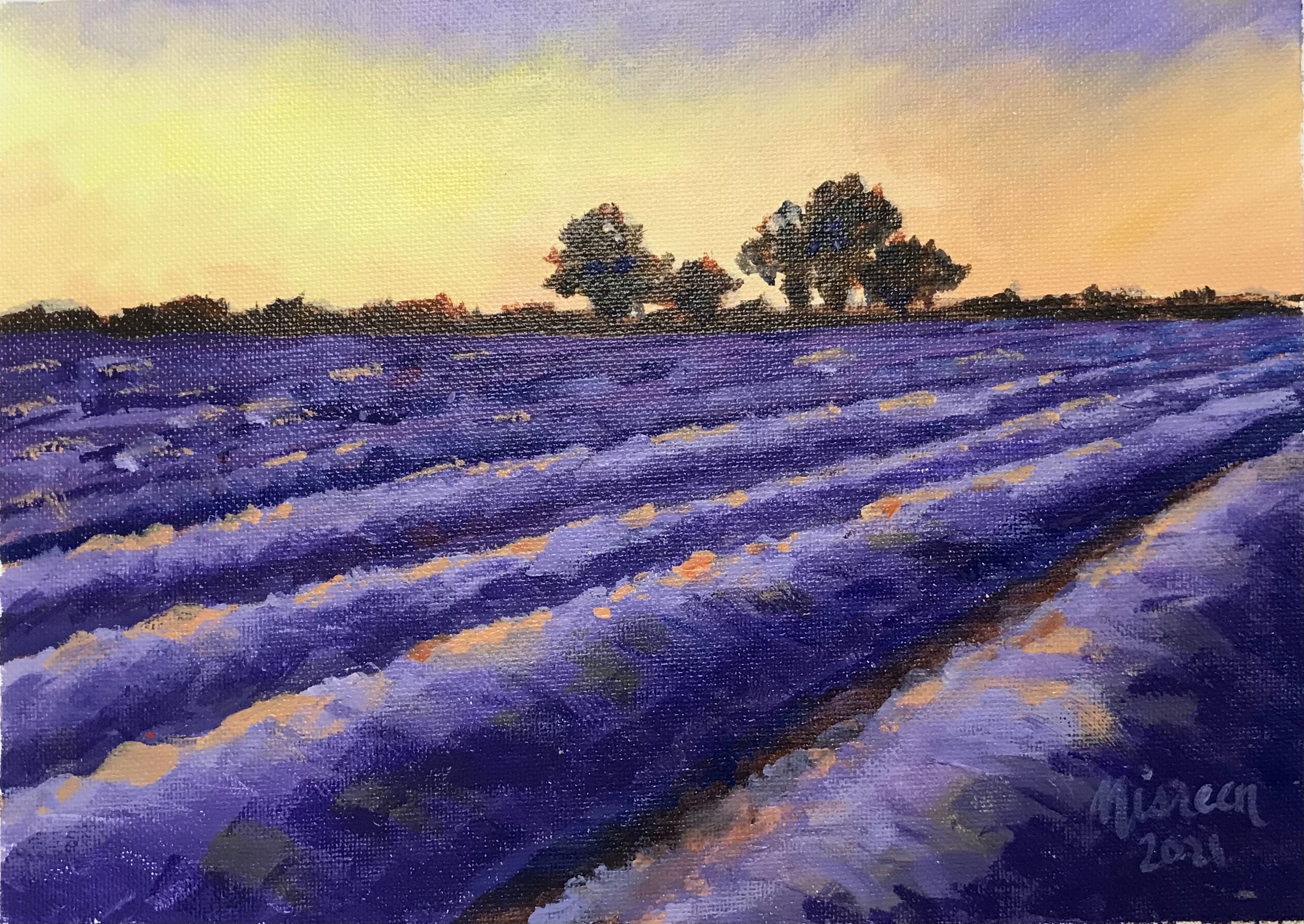 Lavender fields by Nisreen Amiruddeen
